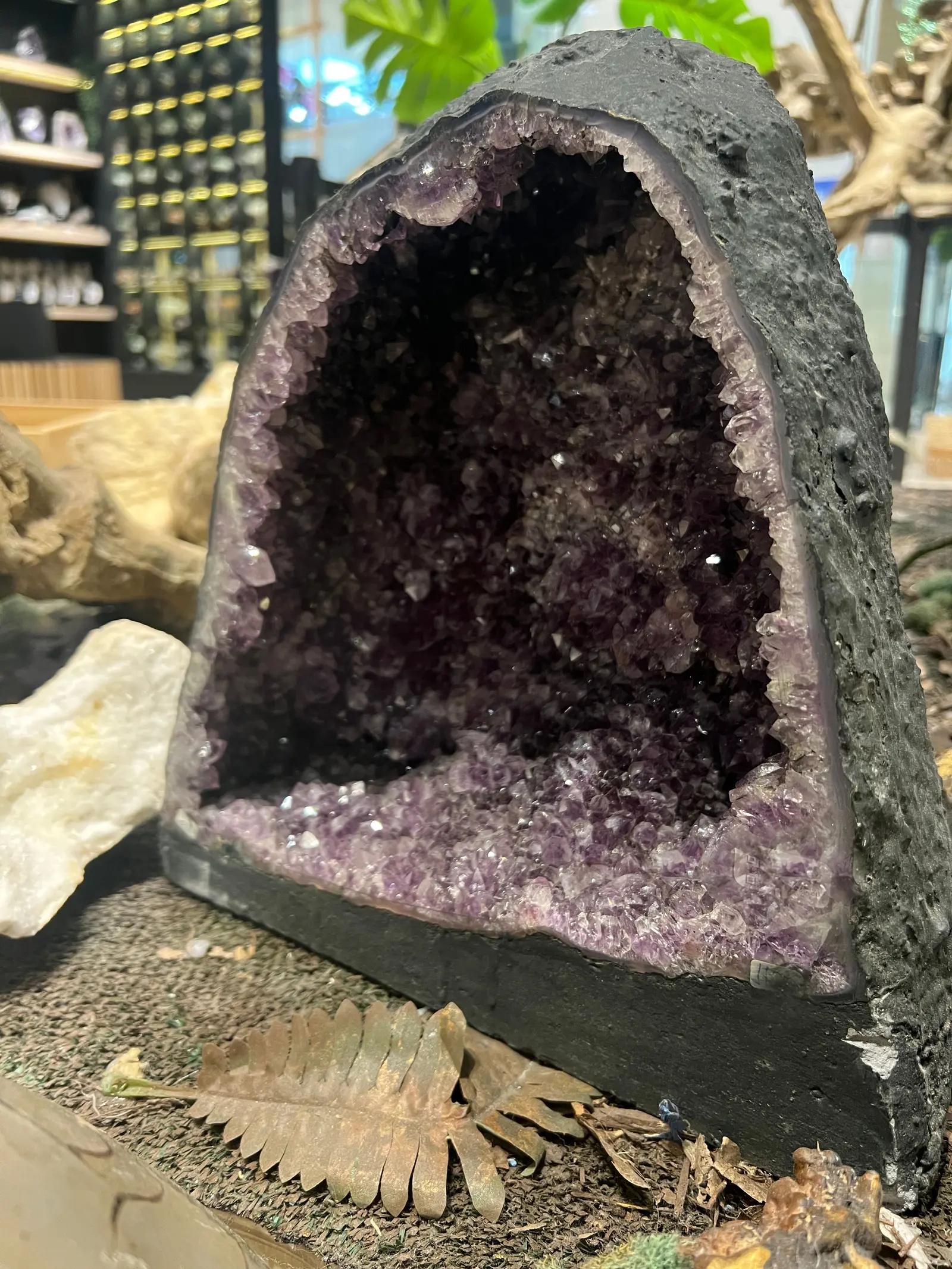 A large amethyst geode standing open, deep violet crystal inside a grey agate rind