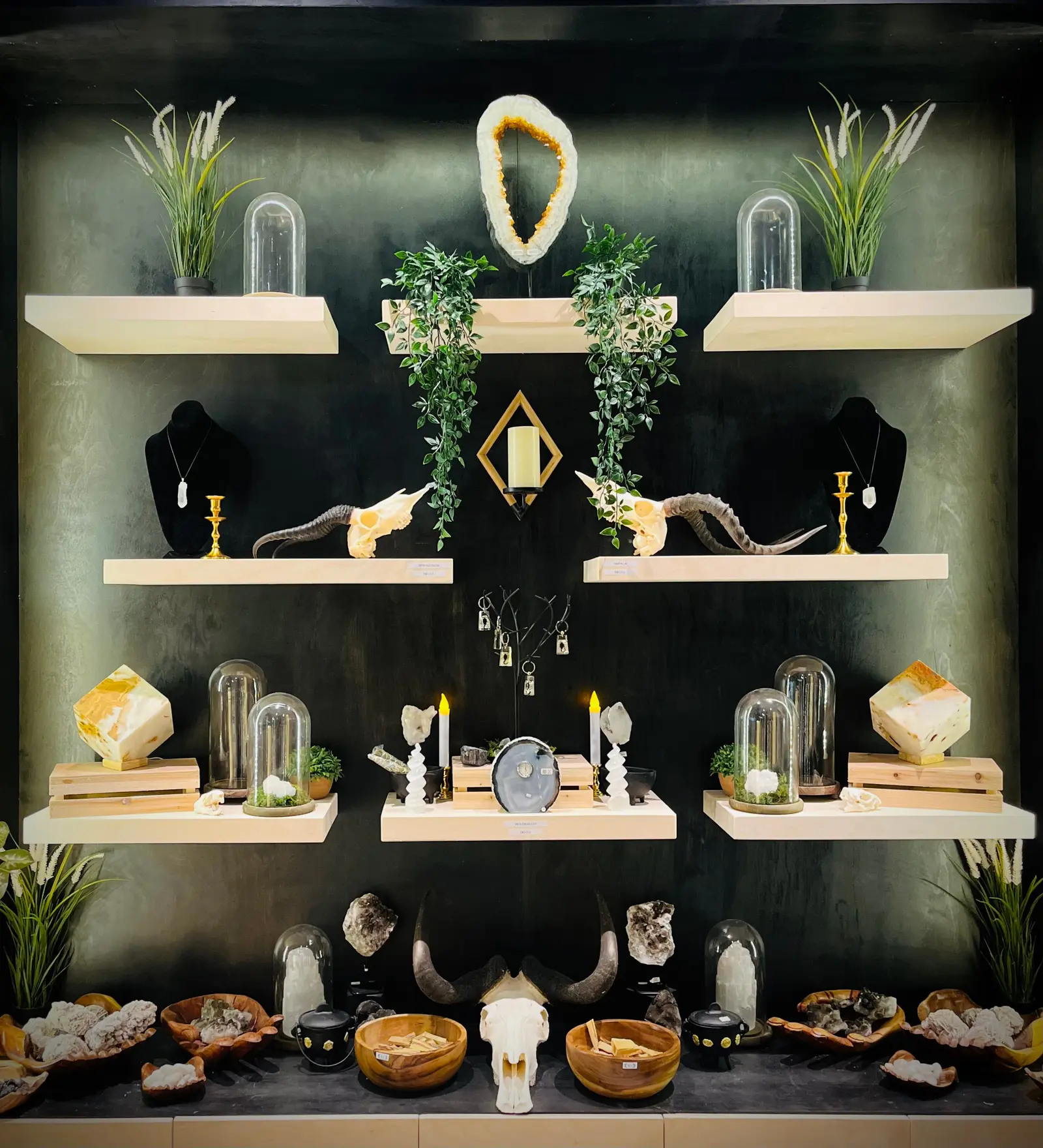 Black shelving with birch ply shelves, lit specimens, jewelry displays and trailing greenery